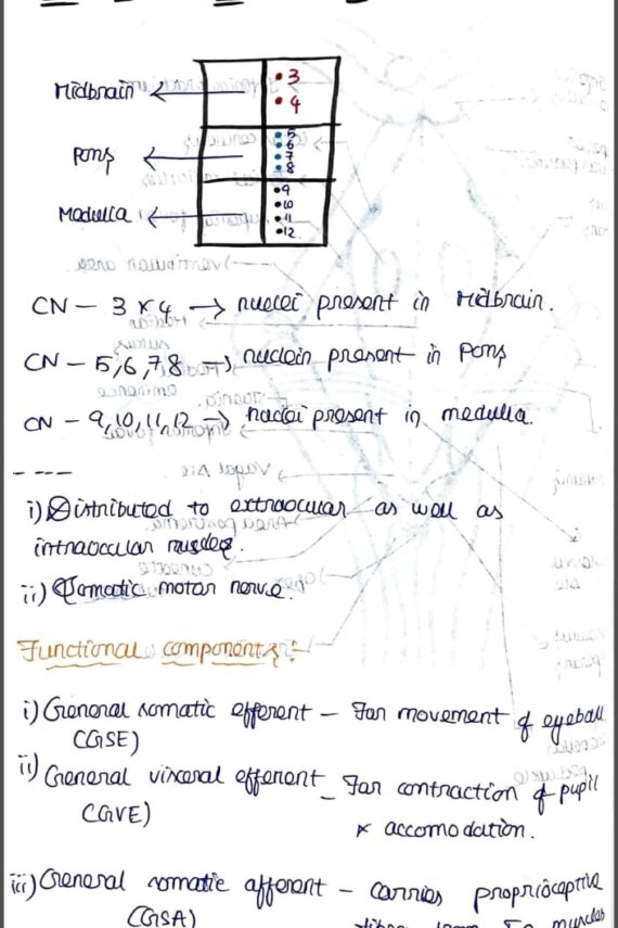 Cranial Nerves anatomy-Neuroanatomy Handwritten Notes PDF