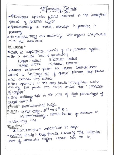 Mammary glands Anatomy Handwriitten notes