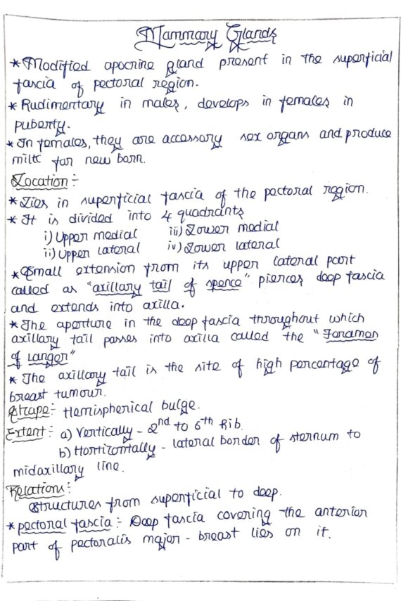 Mammary glands Anatomy Handwriitten notes