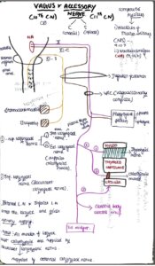 Cranial Nerves anatomy-Neuroanatomy Handwritten Notes PDF – Shop ...