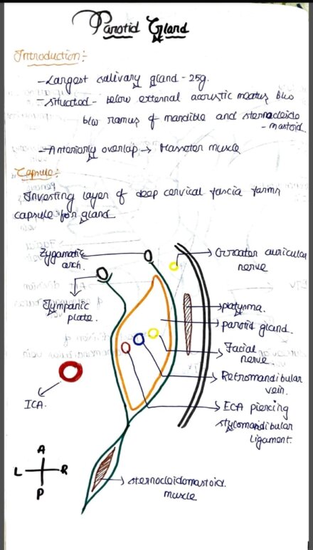 Parotid Gland Anatomy handwritten notes