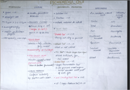 E.Coli Bacteria Microbiology Exam Notes