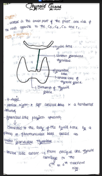 Thyroid Gland Anatomy Handwritten Notes PDF