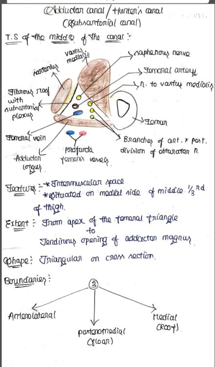 Lower limb Anatomy-PART 1 Handwritten notes