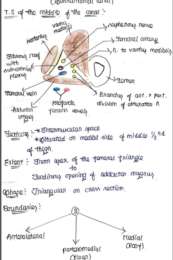 Lower limb Anatomy-PART 1 Handwritten notes