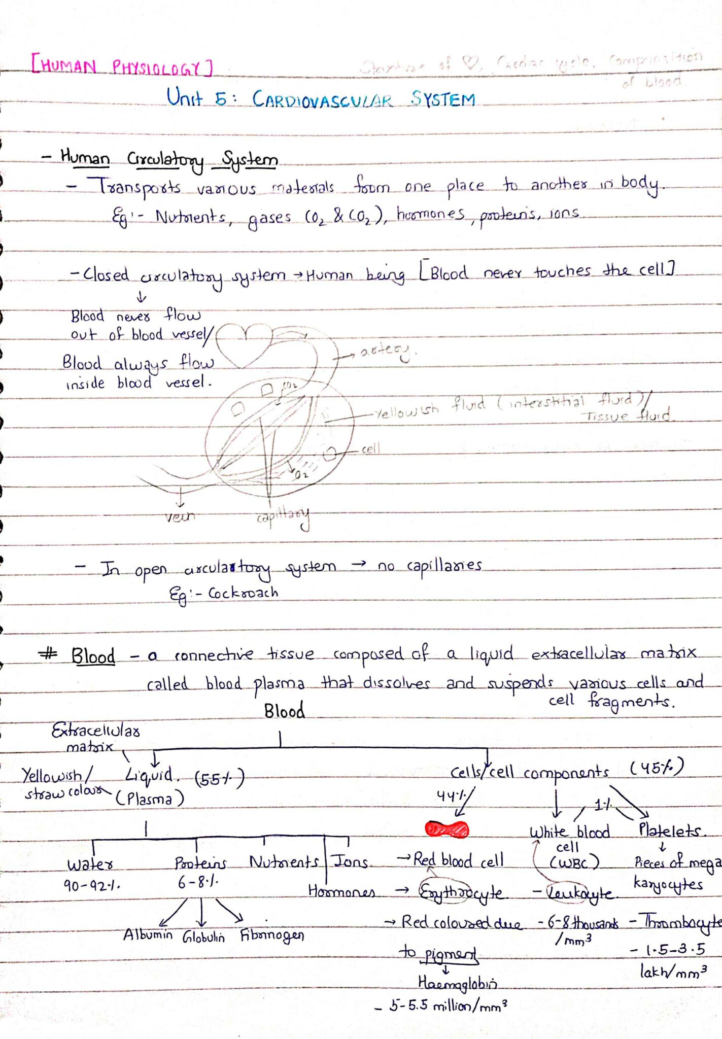 Human Circulatory System | Cardiovascular System | Human Physiology ...