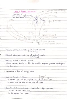 Renal Physiology | Human physiology | Biology handwritten notes – Shop ...