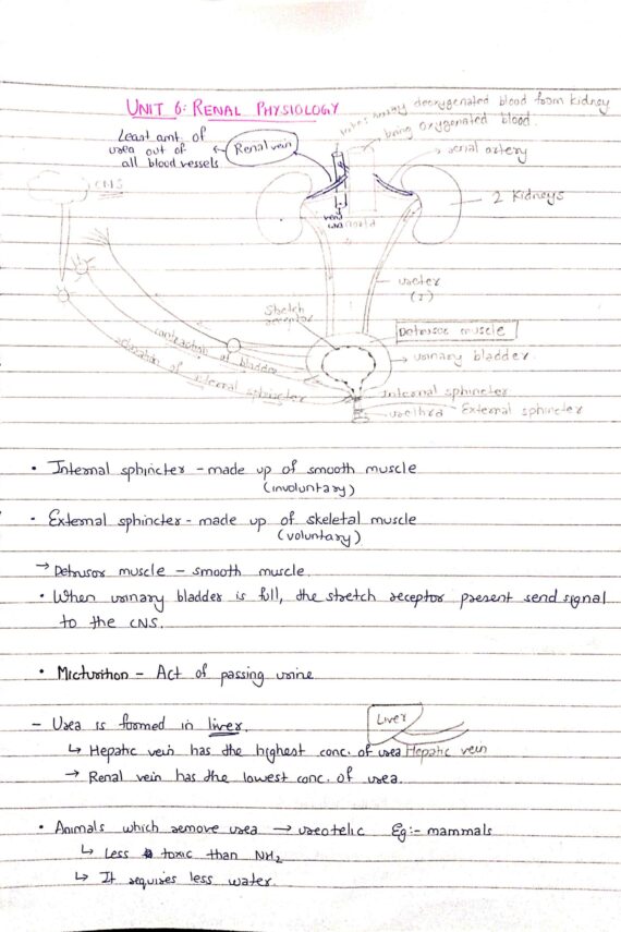 Renal Physiology | Human physiology | Biology handwritten notes
