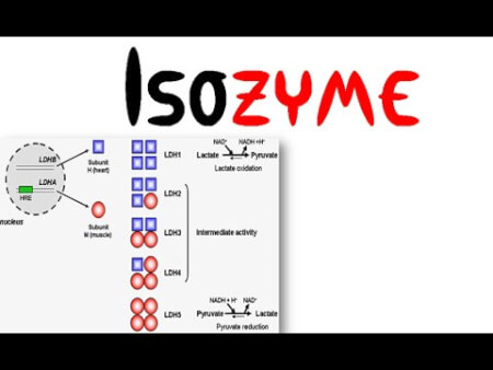 Isozymes notes for biotechnology and MBBS students - Handwritten Notes PDF