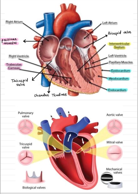 Anatomy of CVS: Basic anatomy of heart, Conducting system of heart.