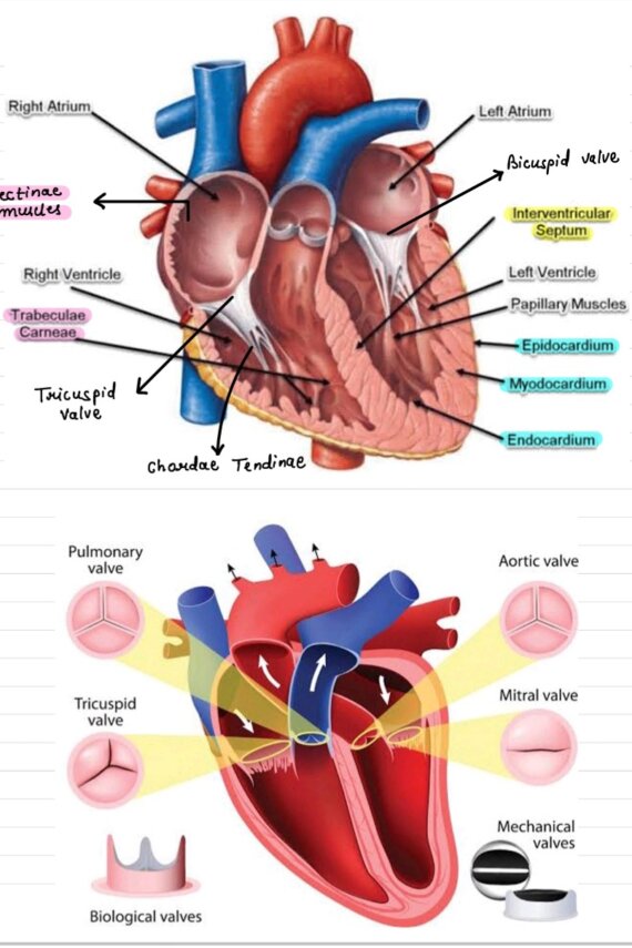 Anatomy of CVS: Basic anatomy of heart, Conducting system of heart.