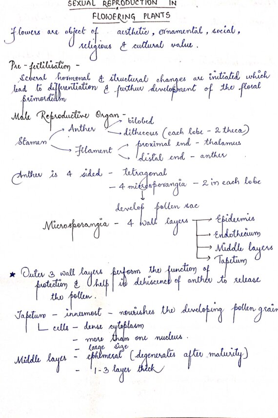 SEXUAL REPRODUCTION IN FLOWERING PLANTS - BIOLOGY CLASS 12 Chapter Handwritten Notes PDF