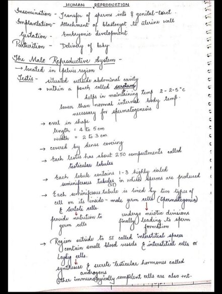 HUMAN REPRODUCTION - BIOLOGY CLASS 12 Chapter Handwritten Notes PDF