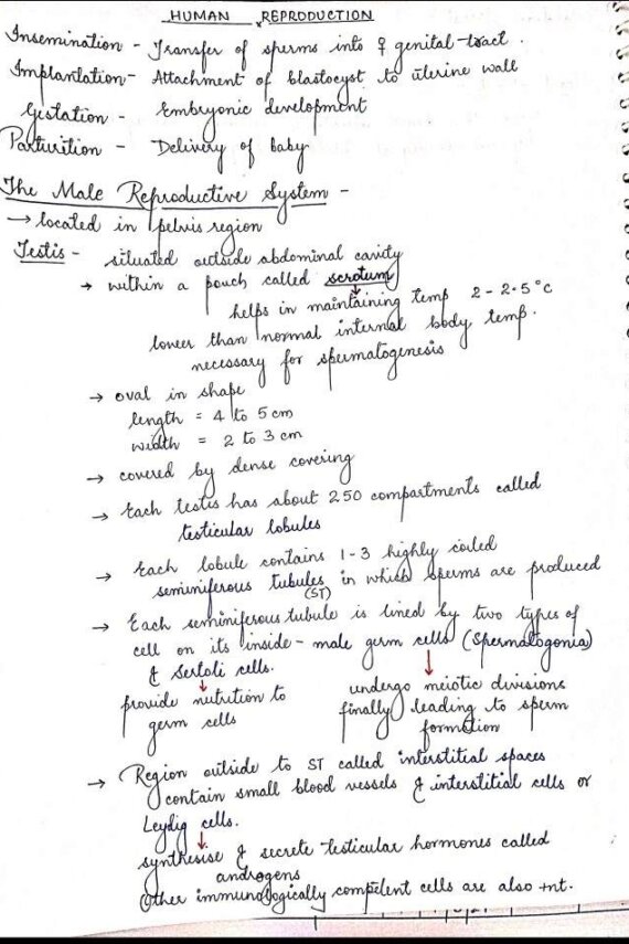 HUMAN REPRODUCTION - BIOLOGY CLASS 12 Chapter Handwritten Notes PDF