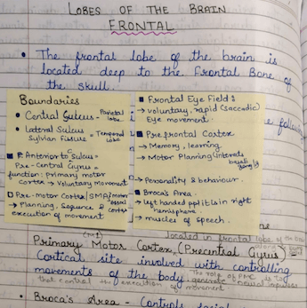 Lobes of the Brain Notes for NEET, Psychology and MSc