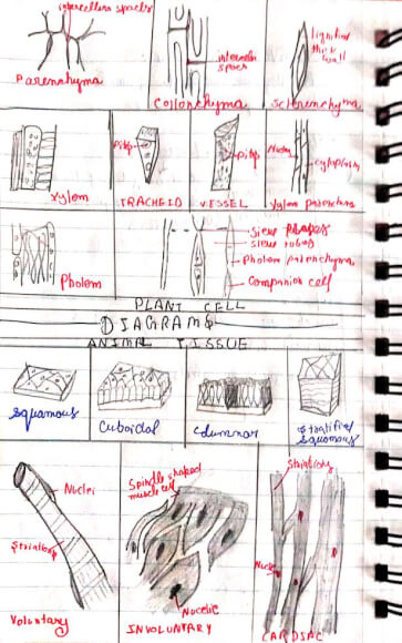 how to draw animal cell I how to draw animal cell class 9 I how to draw  animal cell easily - YouTube