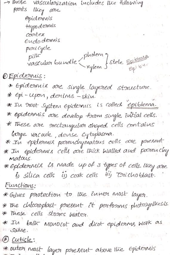 BSc Botany Plant anatomy Notes: Tissue and tissue System
