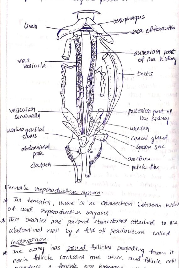 Bsc zoology: animal anatomy, reproductive system and digestive system notes