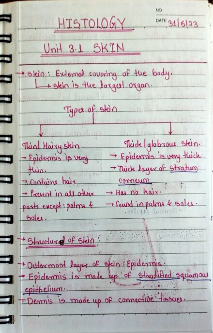 SKIN (T. S) Handwritten Notes | Zoology : Histology notes BSc 3rd year