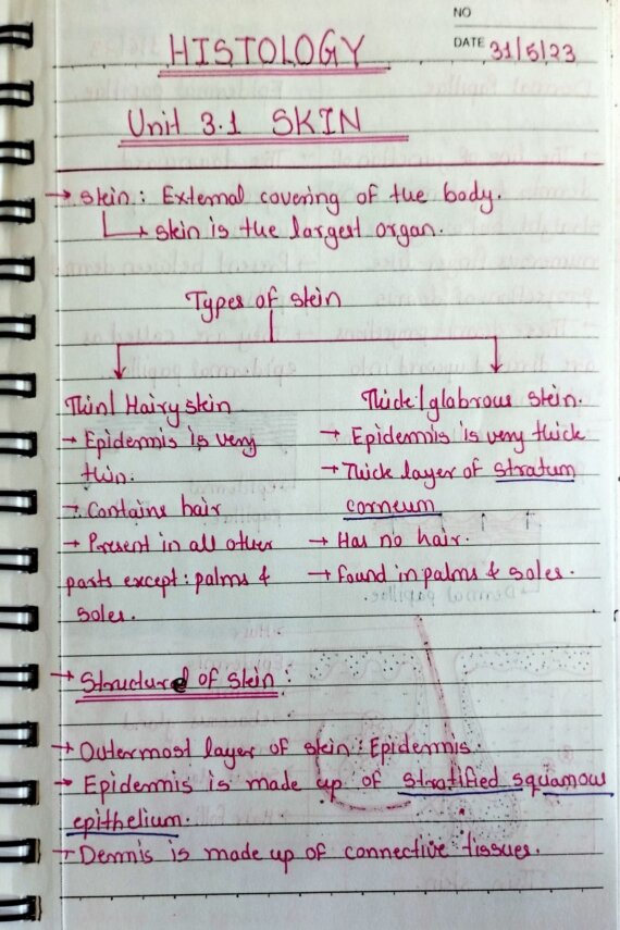 SKIN (T. S) Handwritten Notes | Zoology : Histology notes BSc 3rd year