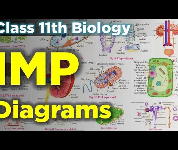 The Ultimate Biology Diagram Collection - All-in-One PDF for Visual Learners!"