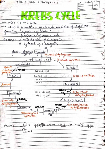 BDS 1st year Biochemistry ALL CYCLES IN ONE PDF