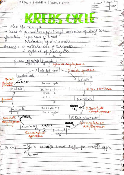 BDS 1st year Biochemistry ALL CYCLES IN ONE PDF