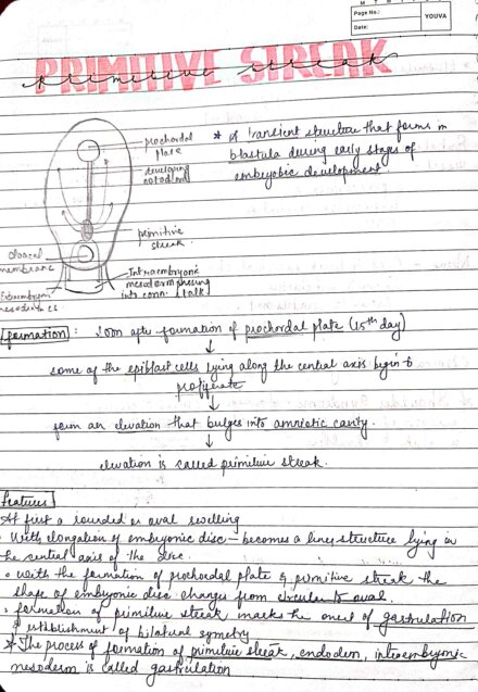BDS 1st year EMBRYOLOGY MOST IMPORTANT QUESTIONS for University exams handwritten notes