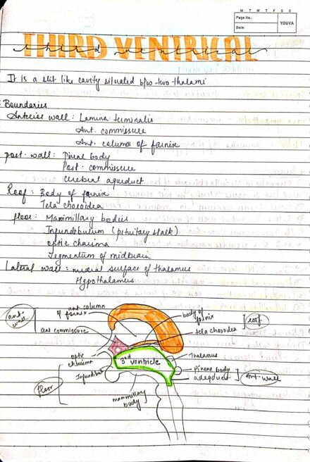 BDS 1st year NEURO anatomy handwritten notes ALL IMPORTANT QUESTIONS for University exams