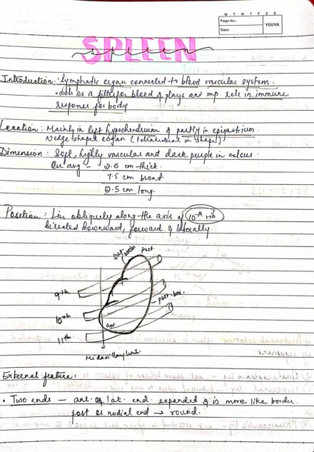 BDS 1st year Important ABDOMEN anatomy handwritten notes for University exams
