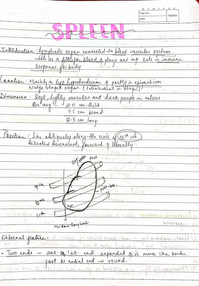 BDS 1st year Important ABDOMEN anatomy handwritten notes for University exams
