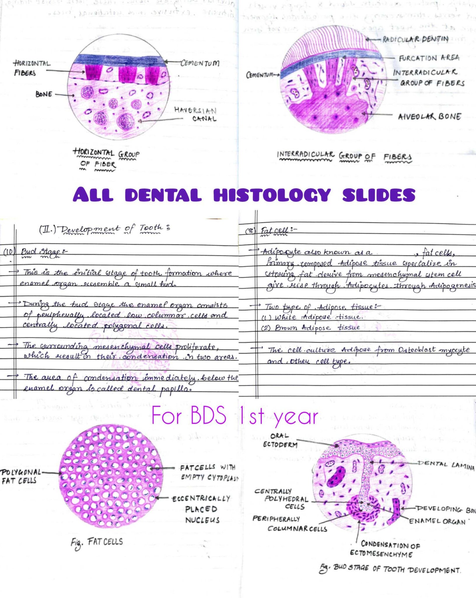 COMPLETE PHYSIOLOGY Practical Journal/record Book Pdf- BDS, MBBS – Shop ...